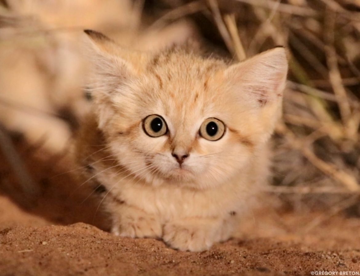 sand cat by Gregory Breton