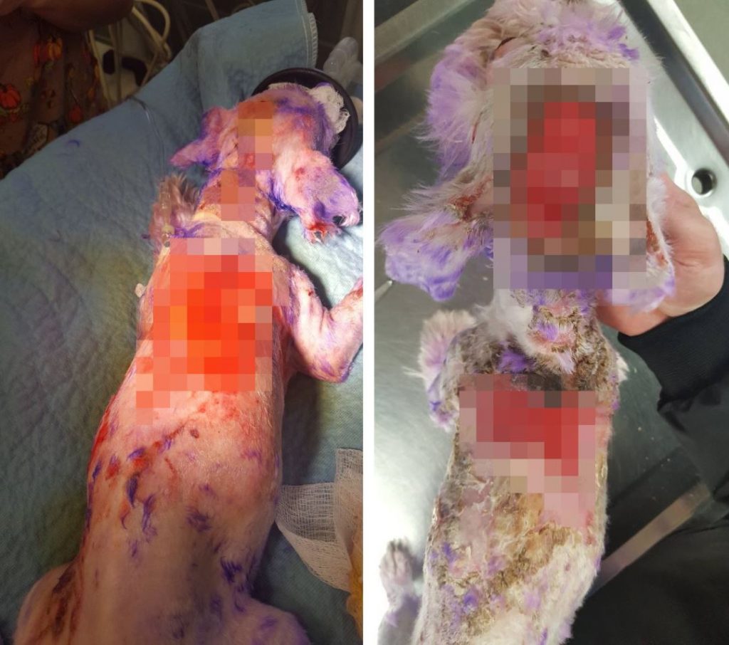 Sahibi tarafından saç boyası ile mor renge boyanan köpek neredeyse