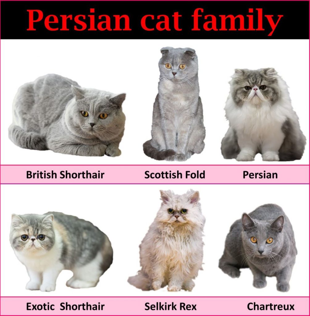 The real face of British Shorthair cat breed - Anadolu Kedisi